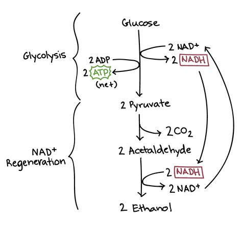 Lactic Acid Fermentation In Muscle Cells