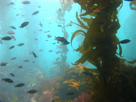 Interest in kelp farming drives state tideland applications