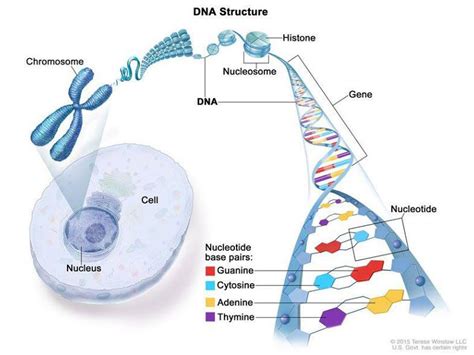 What Is Cancer? - NCI