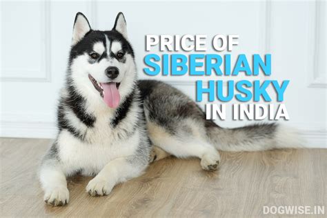 Siberian Husky Price and Monthly Expenses in India - Dog Wise