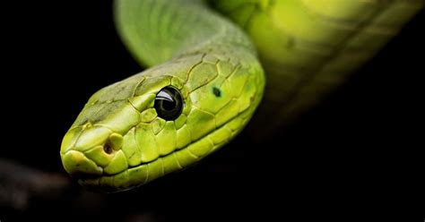 The Symbolism of Snakes | Psychology Today Canada