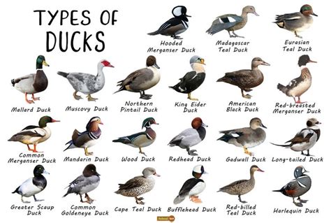 Different Types of Ducks