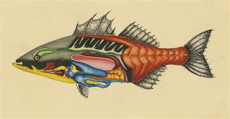 The Complete Anatomy of a Fish