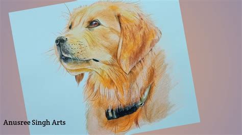 How To Draw A Golden Retriever Face Step By Step