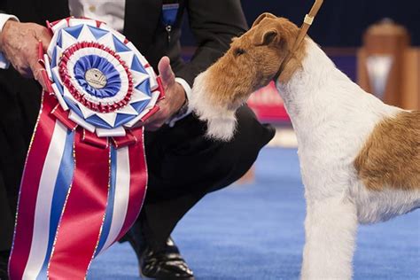 17 Winning Show Dogs: AKC National Championship Winners