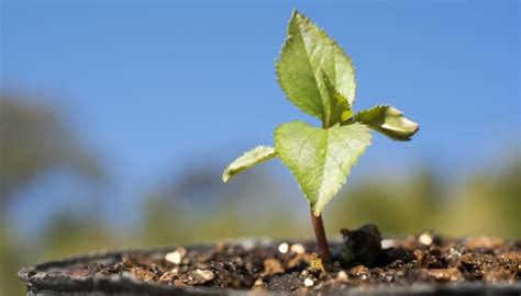 Growing Apple Trees From Seed: Issues & Planting Guide - Rennie Orchards