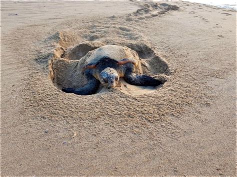 Loggerhead turtles sighted nesting on North Coast beaches | North Coast ...