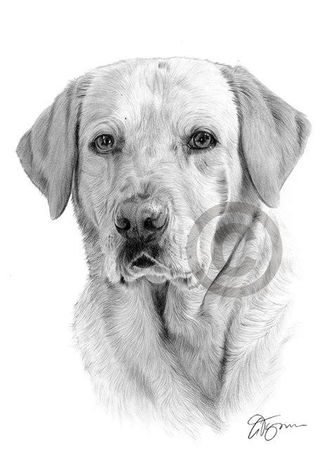 Pencil drawing of a labrador retriever by UK artist Gary Tymon