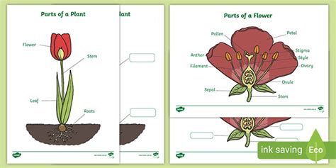 FREE! - Plant and Flower Labelling Worksheets | Twinkl