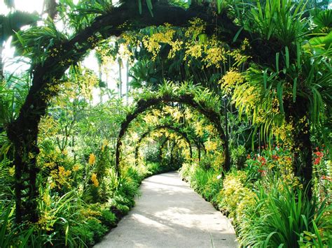 Singapore Botanic Gardens | Singapore botanic gardens, Beautiful ...