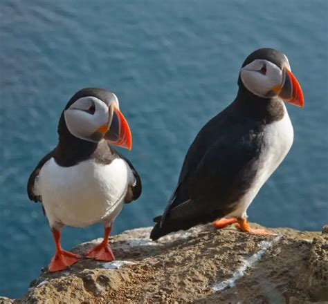 Atlantic Puffin Facts | Anatomy, Diet, Habitat, Behavior - Animals Time