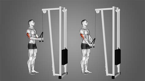 Cable Pushdown: Benefits, Muscles Worked, and More - Inspire US