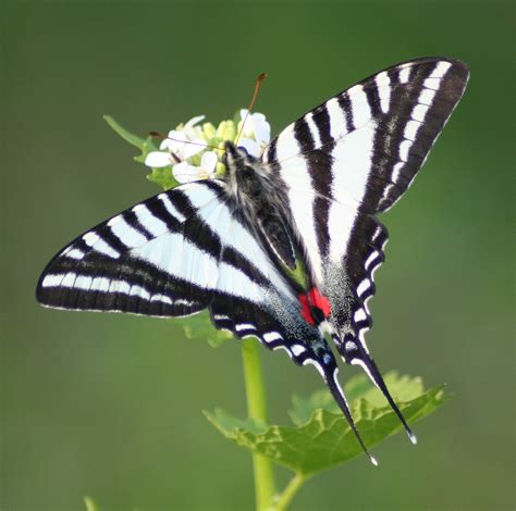 Zebra Swallowtail Butterfly