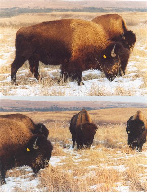 Bison herd tour, Konza Prairie