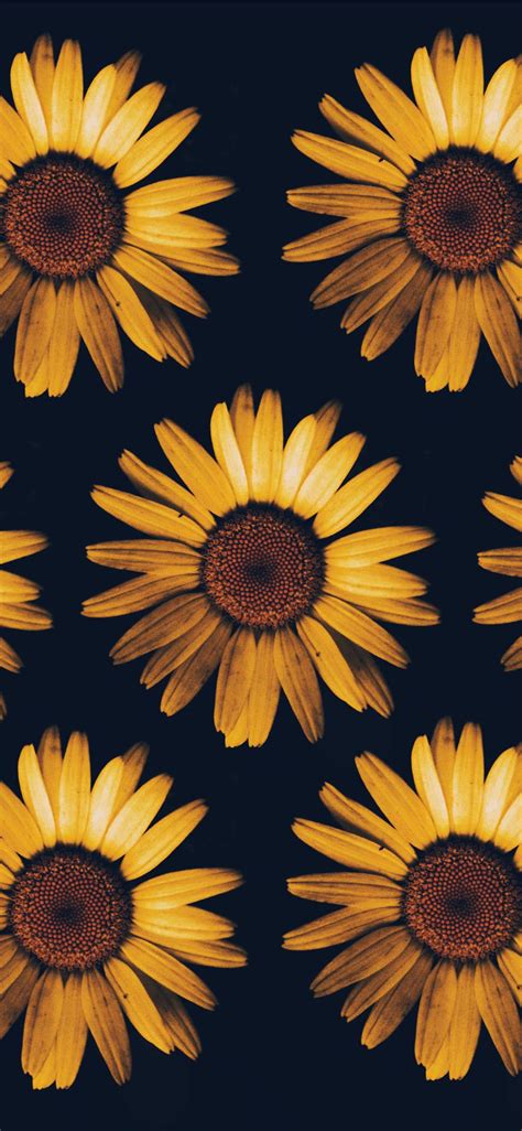 Free Sunflower Iphone Background , [100+] Sunflower Iphone Background s ...