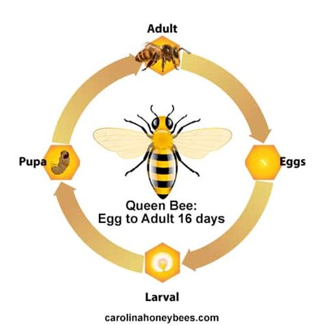 The Queen Bee Life Cycle - Carolina Honeybees