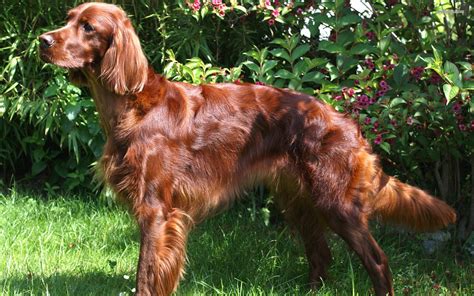 Cute Irish Setter dog photo and wallpaper. Beautiful Cute Irish Setter ...