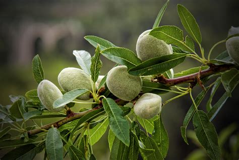 Almond | Diseases and Pests, Description, Uses, Propagation