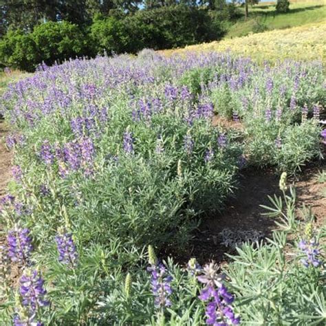 Silky Lupine (Lupinus sericeus)- Great Basin Seeds