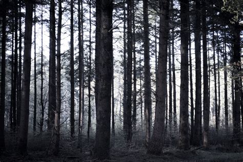 Spooky, forest, trees, sticks, dark - free image from needpix.com