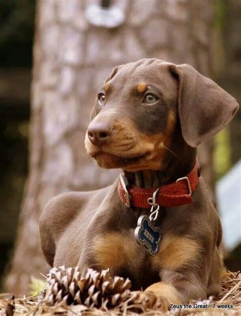 77+ Puppy Brown Cute Doberman - l2sanpiero