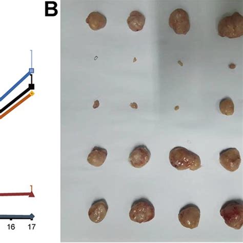 Different tumor sizes depending on the start treatment (100 to 800 mm 3 ...