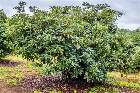 How to Grow an Avocado Tree | Yates Australia