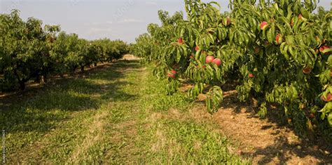 peaches on a tree Stock Photo | Adobe Stock