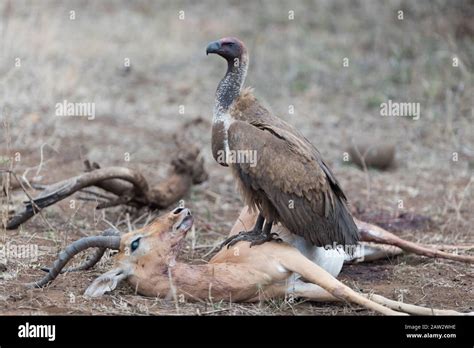 Animal carcass, impala carcass with vulture Stock Photo - Alamy