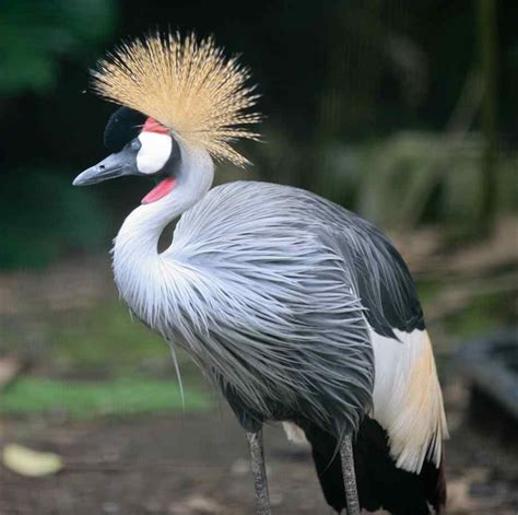 Pictures of Grey Crowned Cranes | Colorful birds, Birds wallpaper hd ...