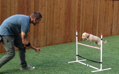 Dog Training I Brandon McMillan | Brandon McMillan's Canine Minded