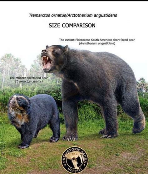 Tremarctos angustidens SIZE COMPARISON The extinet Pleistocene South ...