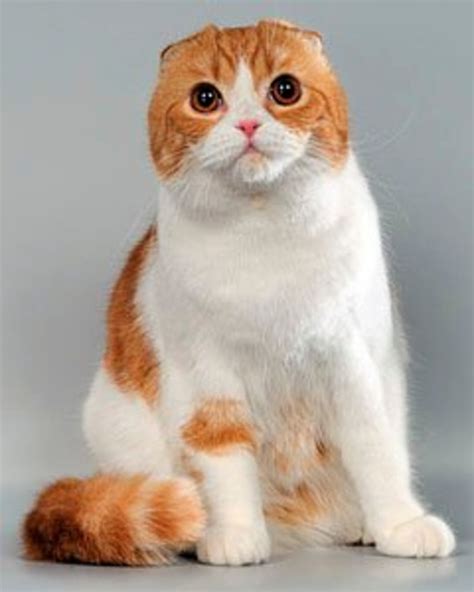 6 World's Weirdest Looking Cat Breeds | HubPages