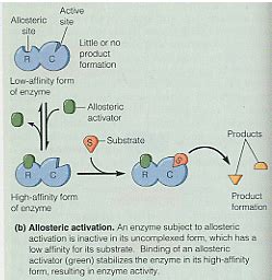 Enzyme Regulation: basics of Enzyme Regulation and its Types