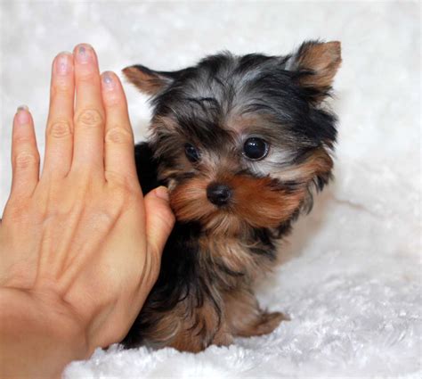 Micro Teacup Yorkie Puppy for sale! | iHeartTeacups