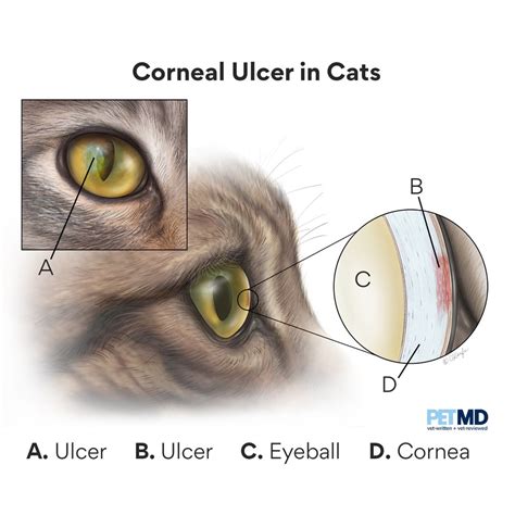 cat eye ulcer burst - Collette Yancey