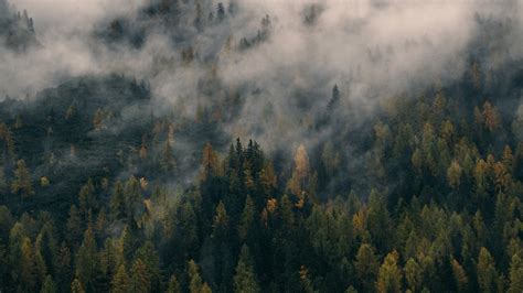 Foggy Forest Wallpapers HD Free Download