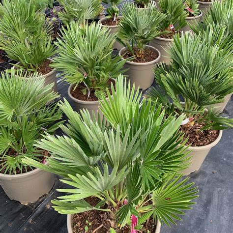 Chamaerops humilis 'Vulcano' - Big Plant Nursery