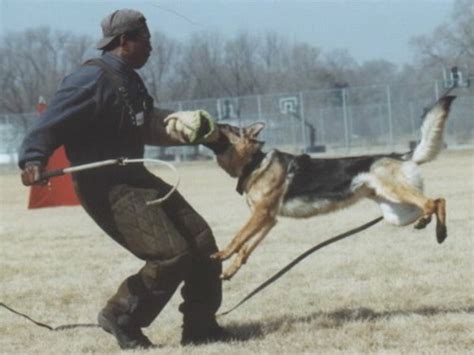 Shutzhund Training At Its Finest With Mittelwest German Shepherds