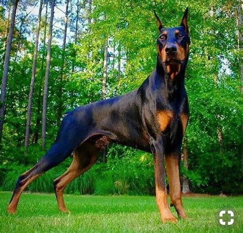 Pure breed. Pure beauty. | Doberman dogs, Doberman pinscher, Doberman