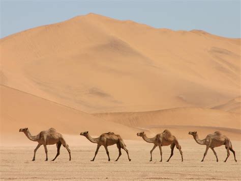 Camel in Desert wallpaper | 1600x1200 | #12002