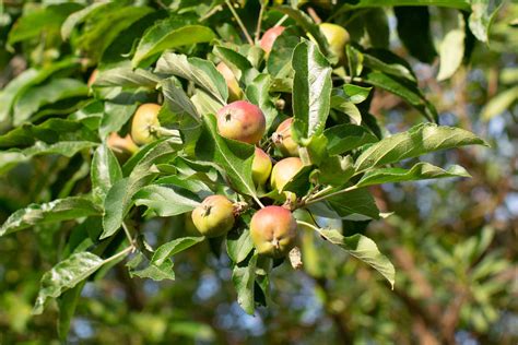 22 Types of Apple Trees That Are Tasty and Sweet