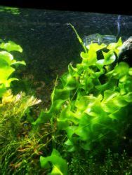 Aponogeton Ulvaceus Plant Care Guide: Carpet, Floating, Propagation ...