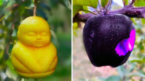 20 Most Amazing & Rare Fruits In The World - YouTube