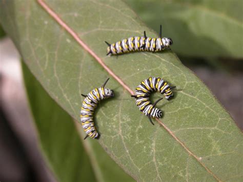 queen butterfly caterpillar photo - AOL Image Search Results | Plant ...