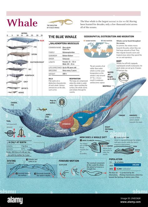 Infographic on the anatomy, habitat, diet and breeding of the blue ...