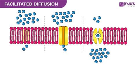 What Is Facilitated Diffusion? - Types, Importance & Examples