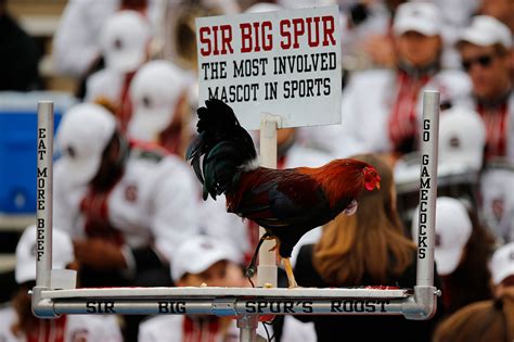 South Carolina fans pushing to rename mascot 'Cock Commander'