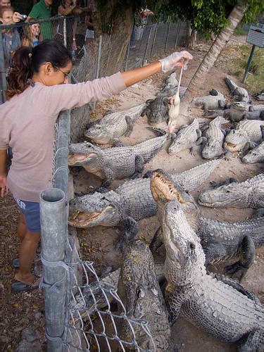 Homestead, Florida: Everglades Alligator Farm photo, picture, image