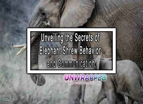 Unveiling the Secrets of Elephant Shrew Behavior and Communication